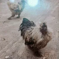 خروس ابریشمی