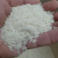 برنج هاشمی|خوردنی و آشامیدنی|رشت, دیلمان|دیوار