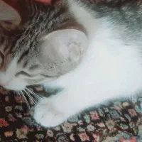 گربه|گربه|خوی, |دیوار