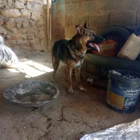 سگ ژرمن ماده واگذاری|سگ|کرمانشاه, |دیوار