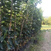 انواع نهال مرکبات و زیتون|خدمات باغبانی و درختکاری|سرپل ذهاب, |دیوار