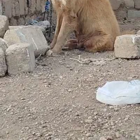 واگزاری نر ولاس قهدریجان