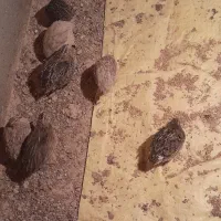 بلدرچین و تخم بلدرچین