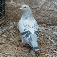 کبوتر پولکی دلبر شامی  طاوسی