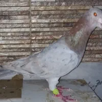 کبوتر رنگی|پرنده|شیراز, بهارستان|دیوار