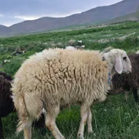 بره قوچ یکساله افشار پلنگی