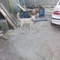 سگ نگهبان ماده