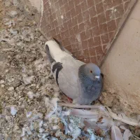 دم سفید|پرنده|تربت‌حیدریه, بی بی حسنیه|دیوار