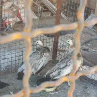 طاووس|پرنده|کاشان, فین بزرگ|دیوار