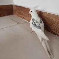 عروس هلندی آلبینو دوکت نر