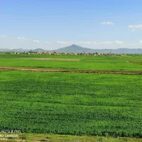 زمین کشاورزی دیم