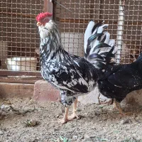 تخم نطفه دار گلین