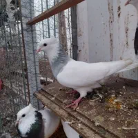 طوقی آبی . ماده|پرنده|خرم‌آباد (تنکابن), |دیوار