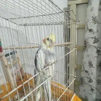 عروس هلندی بازیگوش و سخنگو