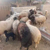 تعداد17راس میش آبستن وشیرکرده