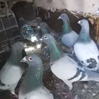 کفتر راه کش
