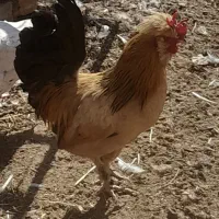 خروس بومی و برهما اصل