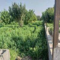 باغ نقلی ۵۴۵ متر باسند تک برگ نیم دانگ