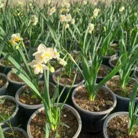 گل نرگس رز ماری