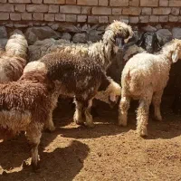 میش افشاری،بختیاری، بره دار