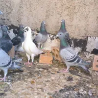 تعدادی پرنده مسافتی