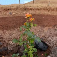 ۶۵۰ متر درختکاری با آب چشمه|فروش زمین و ملک کلنگی|طالقان, |دیوار