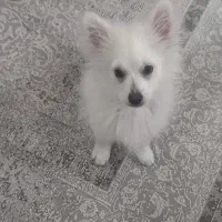 سگ پامر روباهی