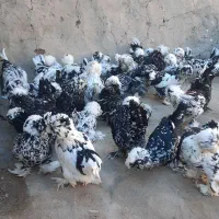 جوجه مرغ زینتی در چند نمونه|حیوانات مزرعه|خمینیشهر, |دیوار