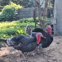 بوقلمون نر محلی|حیوانات مزرعه|گلوگاه بابل (گلیا), |دیوار