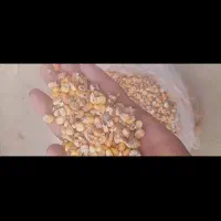 ذرت خوش قیمت