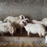 بره ماده بابره نر قوچ|حیوانات مزرعه|ماهیدشت, |دیوار