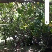 باغچه ۵۵۰متری فروشی ومعاوضه ای در حوالی کهک|فروش زمین و ملک کلنگی|کهک, |دیوار