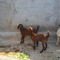 کهره جمولی ونری