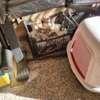 واگذاری گربه|گربه|اندیشه, اندیشه فاز ۴|دیوار