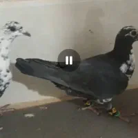 نرماده سوسکی آس