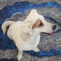 سگ نژاد شیتزو تریر و نژاد جک راسل