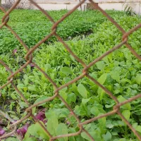 کارگر ساده هستم جویای کار