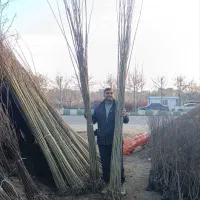 نهال پیوندی اصلاح شده