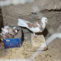 کفتر کورکور