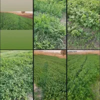 سبزی خورشتی