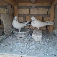 ۳جفت ارسالی کبوتر