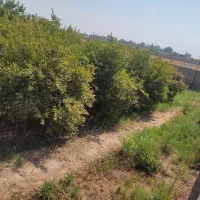 فروش باغچه۵۰۰مترو۱۰۰۰متری نرسیده به بنوارشامی