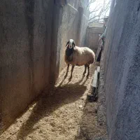 میش شال|حیوانات مزرعه|ضیاء آباد, |دیوار