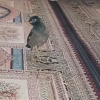 مینا|پرنده|بهمن صغاد, |دیوار