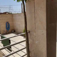 فروش کاکتوس غول پیکر