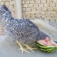 نیمچه خروس ومرغ آمروک اصل|حیوانات مزرعه|یزد, |دیوار