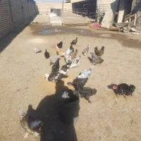 اسب و غاز و مرغ|حیوانات مزرعه|اصفهان, قهجاورستان|دیوار