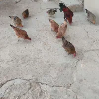مرغ