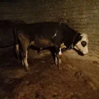 گوساله سیمینتال نر