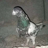 کبوتر پرشی|پرنده|ایرانشهر, |دیوار